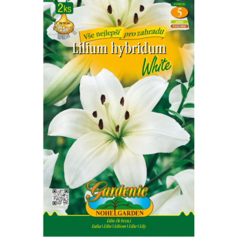 Lilie, asijské hybridy WHITE 2ks, cibulovina