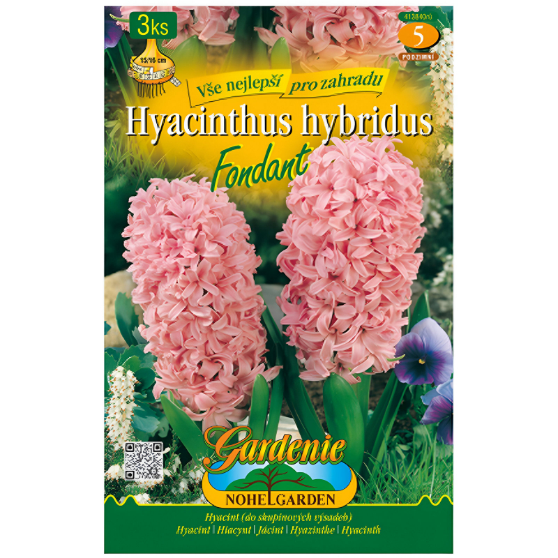 Hyacint zahradní FONDANT 3ks, cibulovina