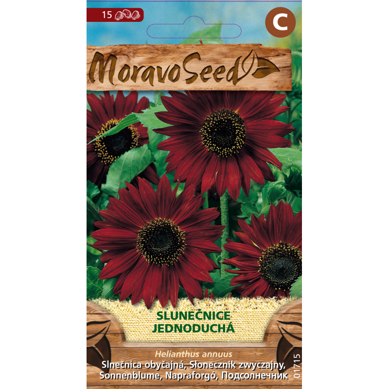 Slunečnice Helianthus, osivo
