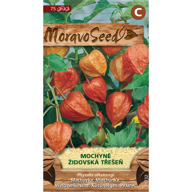 Židovská třešeň oranžová, osivo