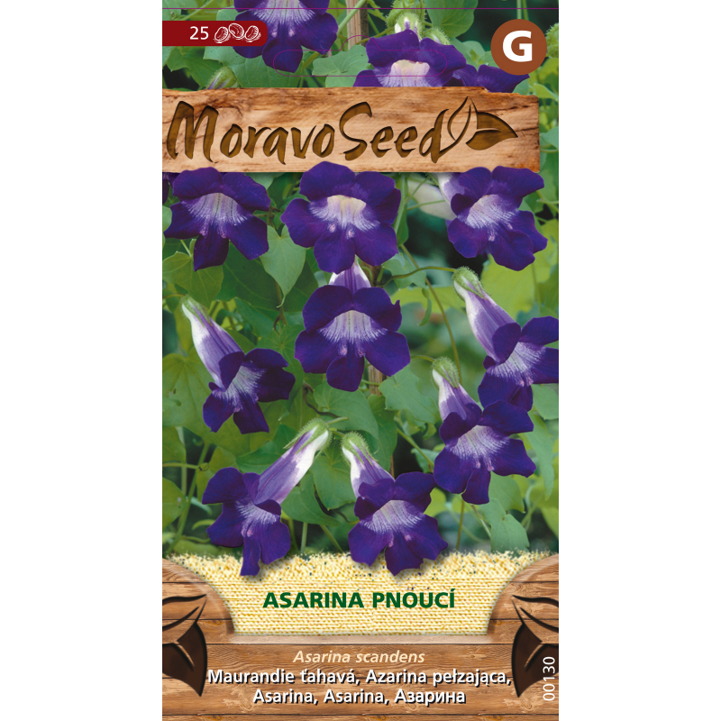 Asarina pnoucí, fialová, osivo