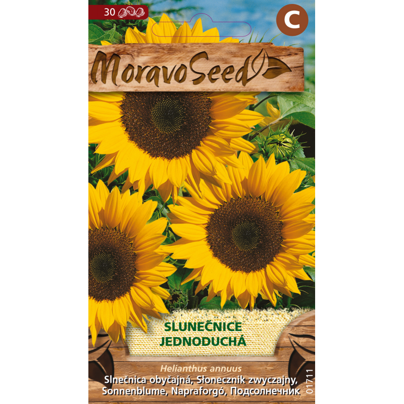 Helianthus slune�nice jednoduch� �lut�, osivo