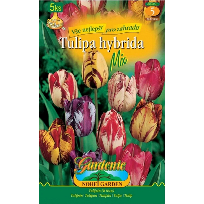 Tulipán Rembrandt, směs 5ks, cibulovina