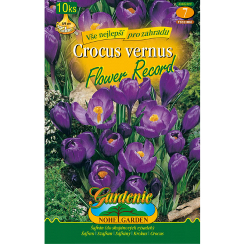 Šafrán, krokus zahradní FLOWER RECORD 10ks, cibulovina