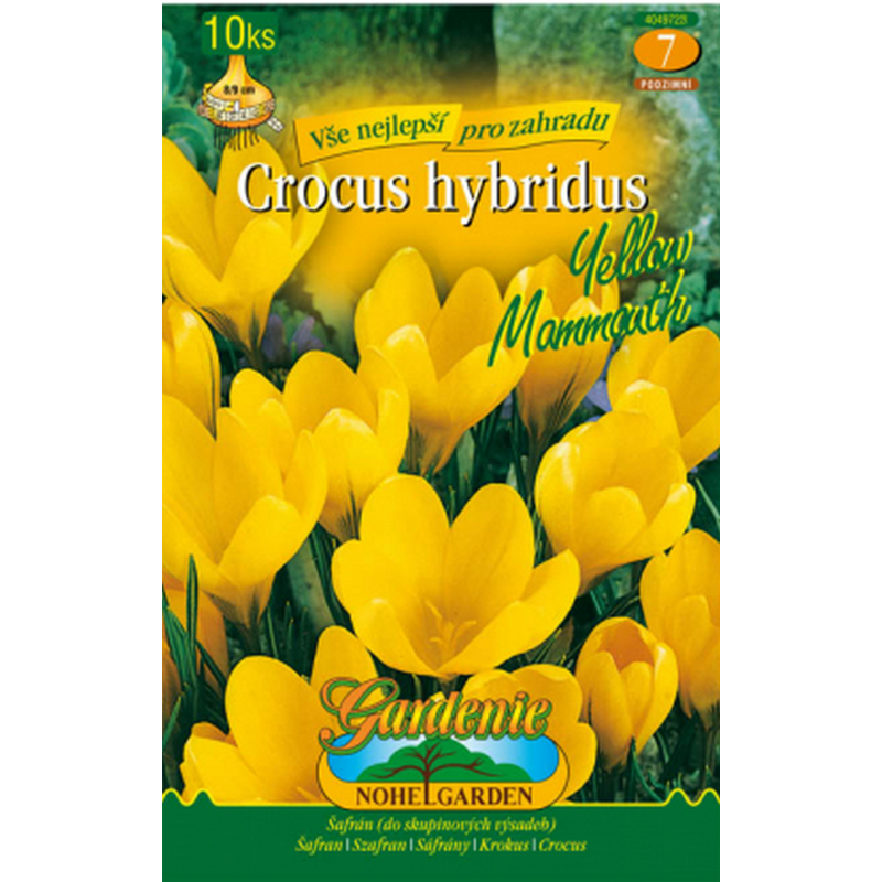 Šafrán, krokus zahradní YELLOW MAMMOUTH 10ks, cibulovina
